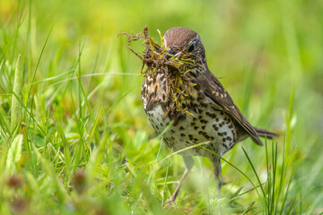 In early spring, the thrush bird collects moss to build a nest, Turdus philomelos with a full beak of moss jumps on the grass
