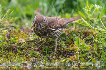 In early spring, the thrush bird collects moss to build a nest, Turdus philomelos with a full beak of moss jumps on the grass