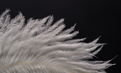 A fragment of an ostrich feather with a beautiful structure and patterns of white color in a...