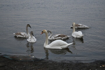 Mute swans pair of swans, gray young swans swimming in winter climate change global warming, unfrozen water white mute swan bird floating winter, swan fidelity, bird migration, sustainable development