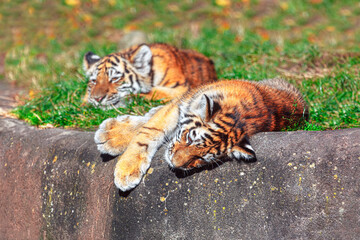 Two young tigers . Lazy young animals 