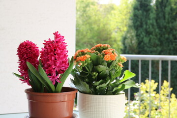 Blumentöpfe auf dem Balkon mit Hyazinthen und flammendem Käthchen
