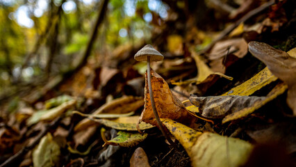 mushroom in the woods