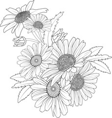 Doodle flower bouquet of line art, lovely design.
Easy sketch art of daisy flower, line art bouquets of floral hand drawn illustration, doodle zentangle, tattooing drawing coloring page, and book isol