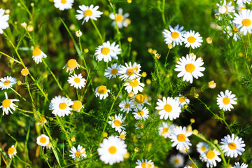 Fototapeta premium Chamomile flowers field. A beautiful natural scene with blooming medical flowers. Summer background.