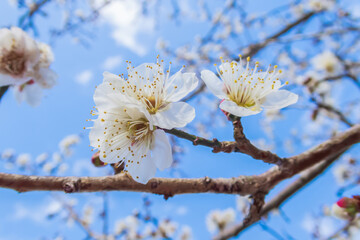 梅林に咲く白梅の花　早春イメージ