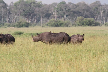Fototapeta premium A rhino family is grazing in the savana almost hidden by tall grass