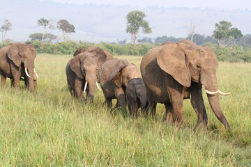 Large herd of elephants with several small calfs wander by the camera