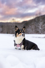 Pembroke Welsh Corgi siting in a snowy winter landscape under a vibrant sunset sky