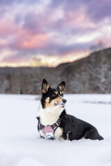 Pembroke Welsh Corgi siting in a snowy winter landscape under a vibrant sunset sky