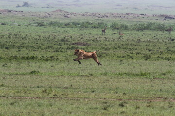 Naklejka na ściany i meble Lioness jumping high, chasing a warthog, that is called savana express in Kenya