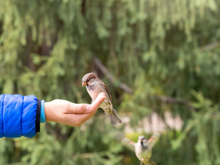The boy feeds the birds with seeds from his hand. Sparrow eats seeds from the boy's hand