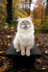Naklejka na ściany i meble cute siberian cat sitting on a bench outdoors in the forest looking at camera