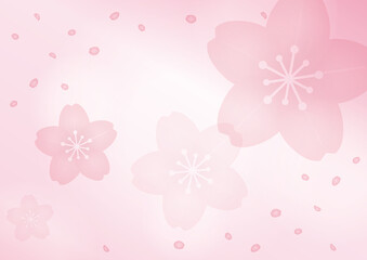 Fototapeta premium 桜背景01