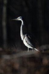 grey heron