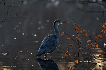 grey heron
