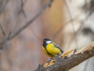 Cute bird Great tit, songbird sitting on the branch with blured background