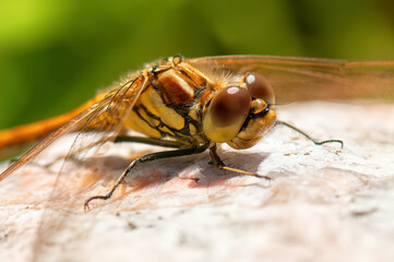 Dragonfly close-up with faceted eyes. Selective focus.