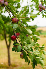 Wild plum tree in an orchard in France in summer. Blue and violet plums in garden, prunus domestica