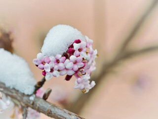 Winterschneeball