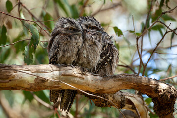 tawny frogmouth babies