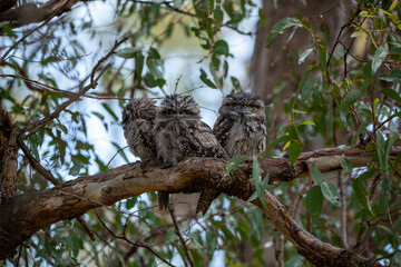 tawny frogmouth babies