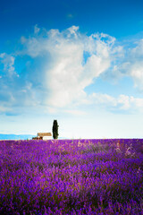 Blooming lavender fields and the blue sky in Provence, France.