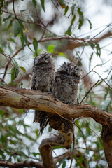 tawny frogmouth