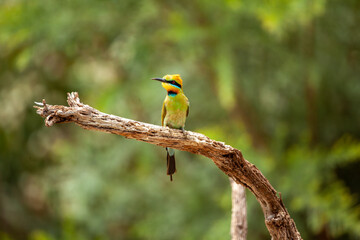 rainbow bee-eater