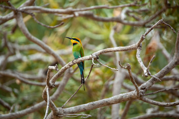 rainbow beeeater