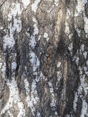 Fototapeta premium The texture of the birch bark. Birch bark background