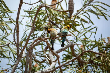 rainbow birds