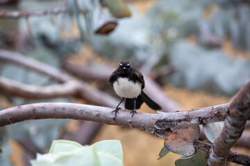 Willy WagTail