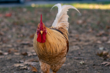 Rooster walking in the field