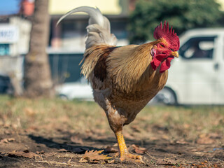 Rooster walking in the field