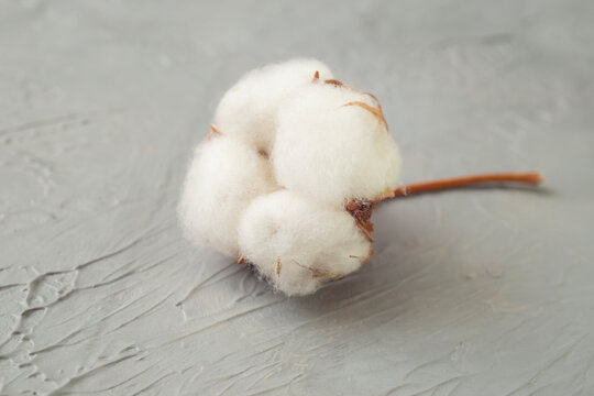 Real cotton flower on cement background,