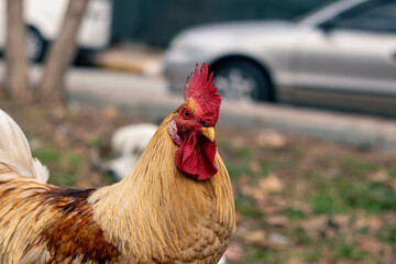 Rooster walking in the field
