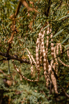 Edible mesquite beans on a tree in the Mojave Desert, California, USA