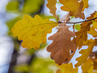 Oak branches with yellow leaves in autumn park