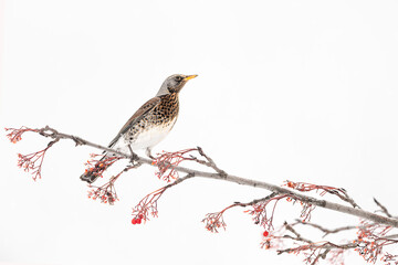 Fine art portrait of the fieldfare (Turdus pillars)