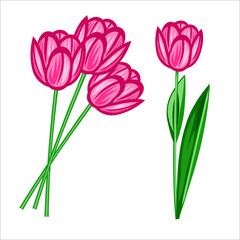 Realistic vector tulips set.The blank for your design. Pink tulips flowers on white background.