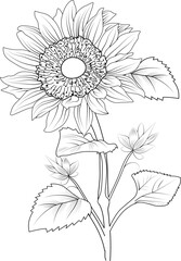 Vector illustration of a beautiful sunflower bouquet, hand-drawn coloring book of artistic, blossom flowers isolated on white background, sketch art leaf branch botanic collection for coloring books.