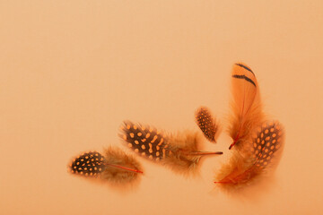 beautiful bird feather on orange  background