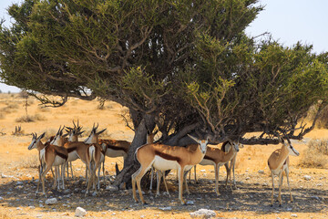 Fototapeta na wymiar Springbok in natural habitat in Etosha National Park in Namibia.