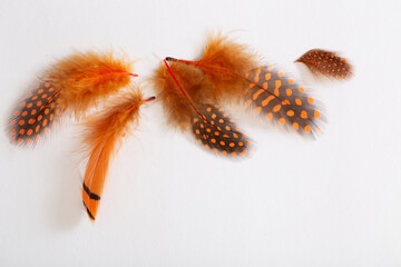 beautiful bird feather on white background