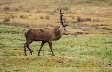 red deer, Cervus elaphus, male standing on grass close up in autumn in the uk..