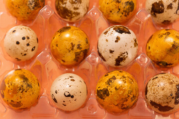 easter g quail eggs in plastic container  on pastel background