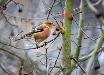 Male chaffinch bird sitting on an apple tree