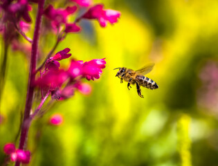 Bee flying to a red heuchera flower