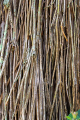 Closeup of tangle of air roots